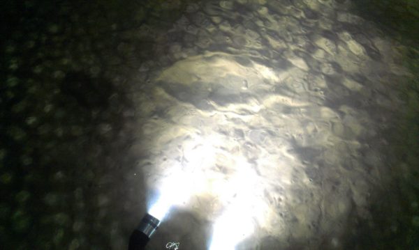 gallery flounder lights 8