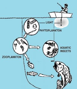 How Fishing Lights and Dock Lights Attract Fish - Fishing Lights Etc